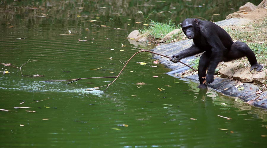 oia sunset santorini